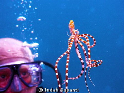 Up, close and personal with wonderpus octopus. This was t... by Indah Susanti 